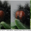 melitaea cinxia larva7after2 volg11